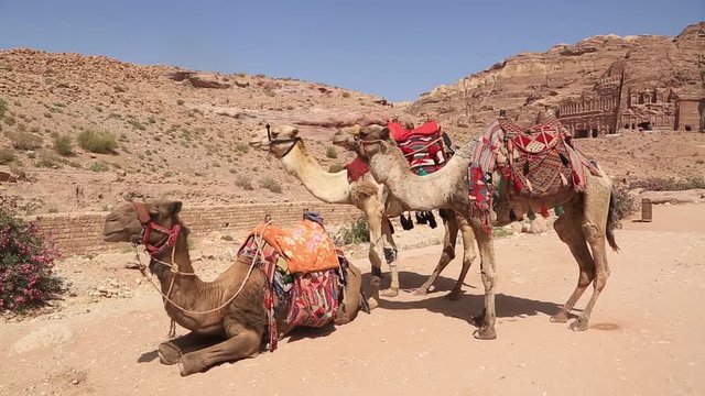 decorated camels chew on the background of the ancient city of petra in jordan