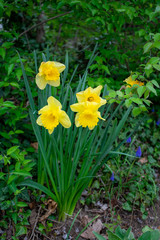 A Patch of Yellow Tulips during Spring