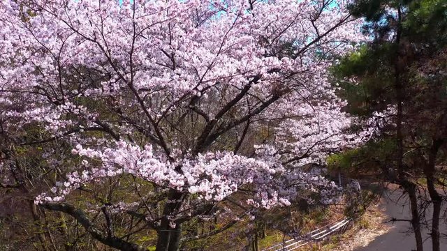Sakura tree in bloom, rise shot on sunny day