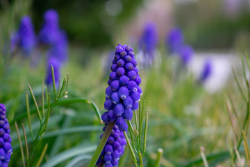 A Close Up of a Purple Flower