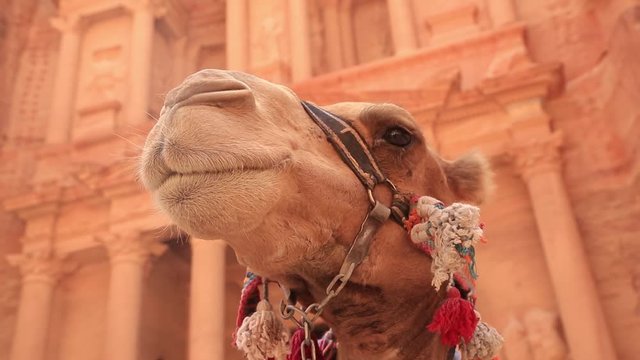 decorated camel head close-up on the background of the ancient city of petra jordan