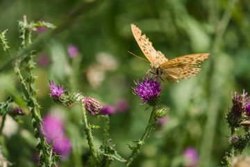 A Silver-Washed Fritillary eating from a thistle blossom