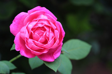 Pink rose and its foliage growing in a garden
