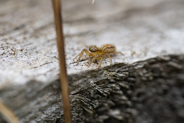 Dimorphic Jumping Spider in Springtime