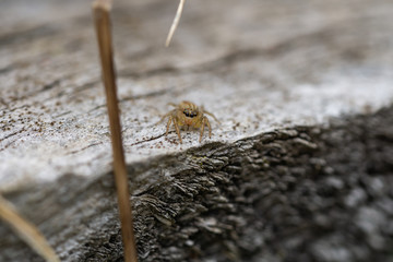Dimorphic Jumping Spider in Springtime