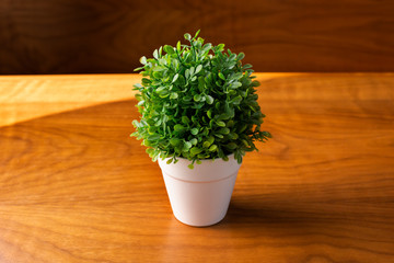 A view of a small decor plant on a wooden table.