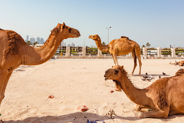 Dromedaries inside a corral in Souq Waquif, Doha, Qatar. Herd of camels. Arab transport.