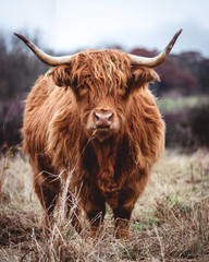 Highland cow doing his thing