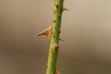 Rose Leaf Bud and Thorns in Springtime