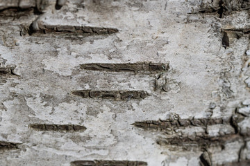 Closeup of Birch Bark in Springtime