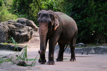 elephant in the zoo
