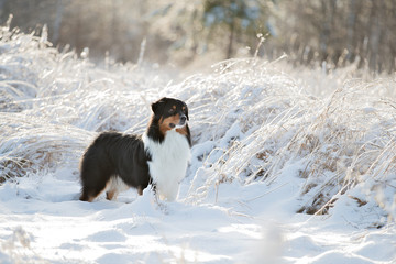 A dog of the Australian shepherd breed plays in the snow