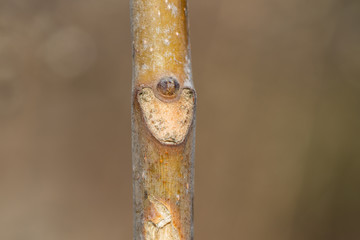 Tree of Heaven Leaf Bud and Scar