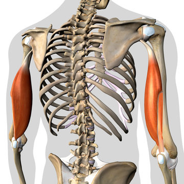 Triceps Brachii Muscles Isolated in Posterior View Human Anatomy on White Background