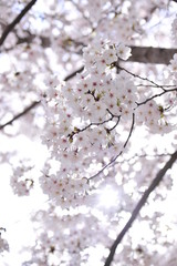 Spring heraldic flowers