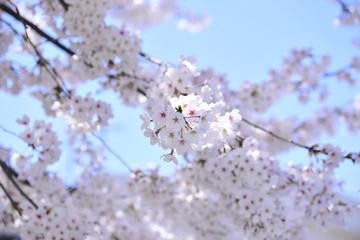 Spring heraldic flowers