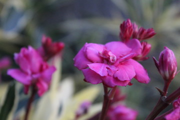 pink magnolia flowers