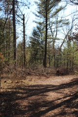 path in the forest