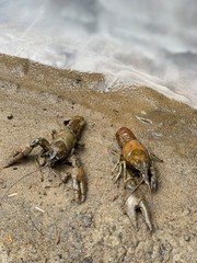 Crayfish on a nature trail 