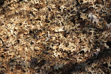 texture of the bark