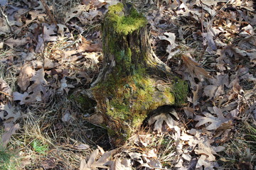 moss on a tree stump