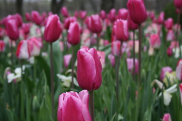 Red Tulips 2020 I