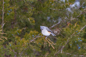 Tufted Titmouse perched in an eastern red cedar tree. 