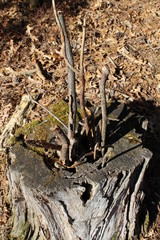 tree stump in the forest