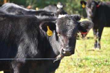 Black Beef Cattle