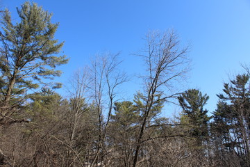 pine tree in the wind