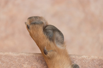Brown dog feet on the ground