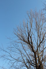 tree branches against blue sky