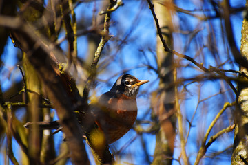 American Robin on a tree 