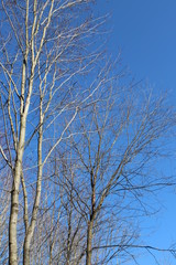 trees in the winter