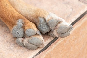 Brown dog feet on the ground background.