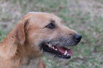 Brown dog on a green background