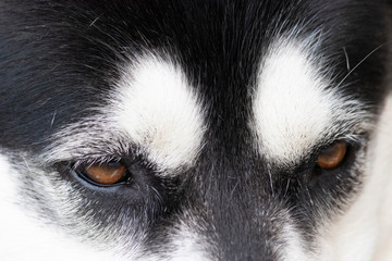 Black and white dog eyes background