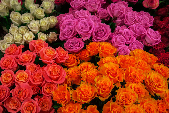 fresh colorful roses сlose-up. background of pink, white and yellow roses.