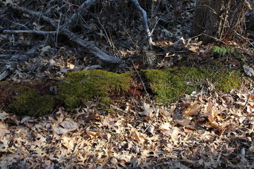 fallen leaves in the forest