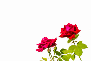 Two red rose flower on white background.