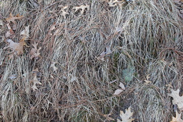 dry grass in the wind