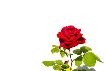 A red rose flower on white background.