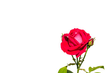 A red rose flower on white background.