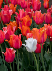 A single white tulips stands out a field of orange and red blossoms