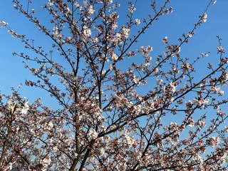 Cherry Blossoms