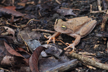 photo of an emerald-eyed treefrog (Boana crepitans) in its natural habitat. Potions, state of bahia