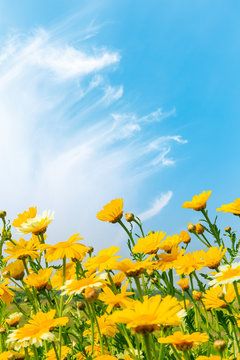 Fototapeta Blooming yellow daisies under blue sky.