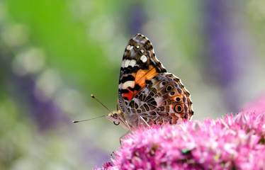 Painted lady butterfly  is resting on purple flowers in a colorful garden