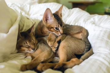 Fototapeta na wymiar Adorable abyssinian kittens