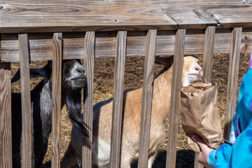 Two goats sticking their head through fence posts to trying to get some of the feed from a girl at Bluebird Gap Farm Park in Hampton, Virginia.